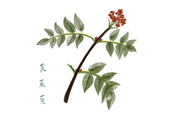 1585732072169211.jpeg 吳茱萸1.jpg