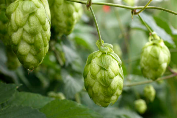 釋迦果2.png 釋迦果2.png